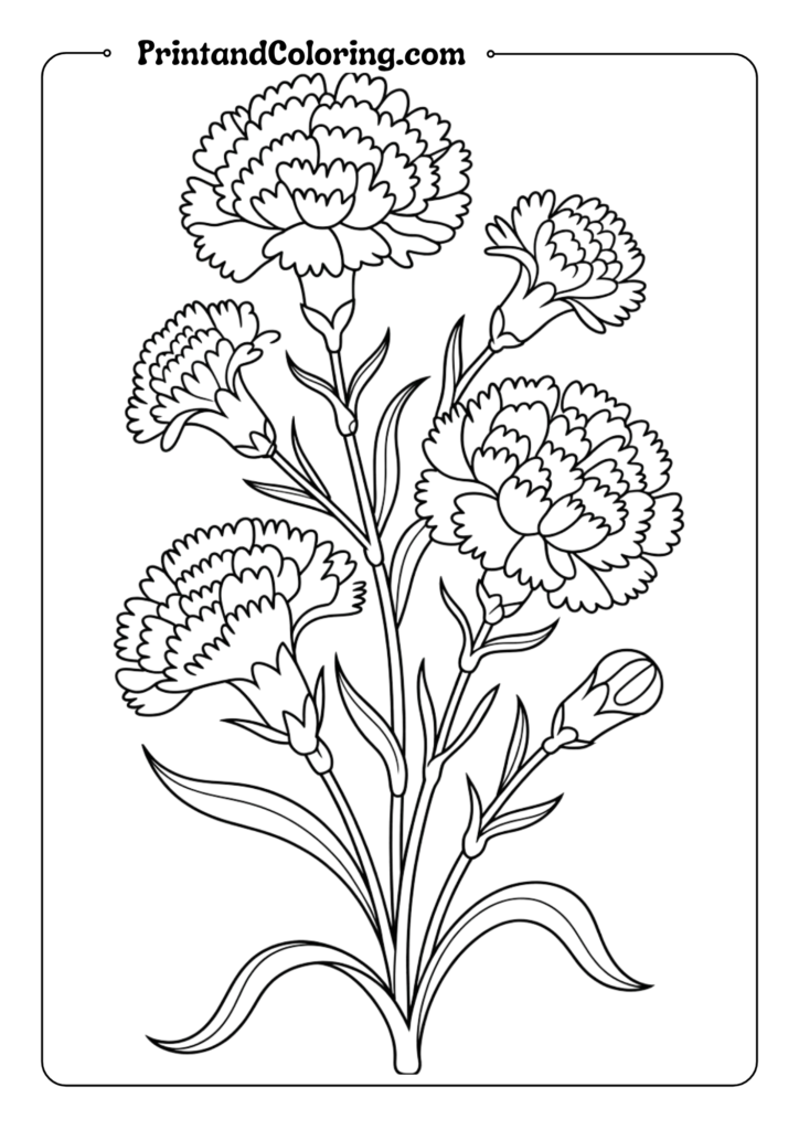 Carnation Cluster flower coloring pages