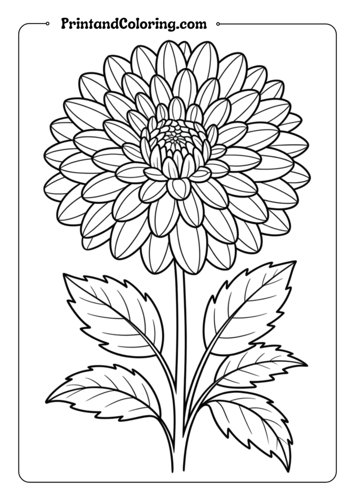 Dahlia Geometric Beauty